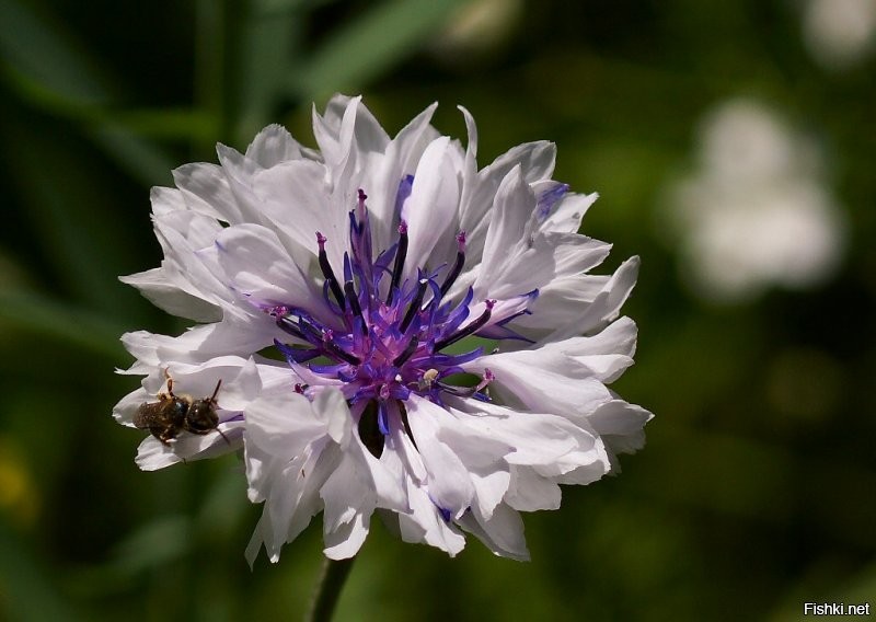 Держи васильки: