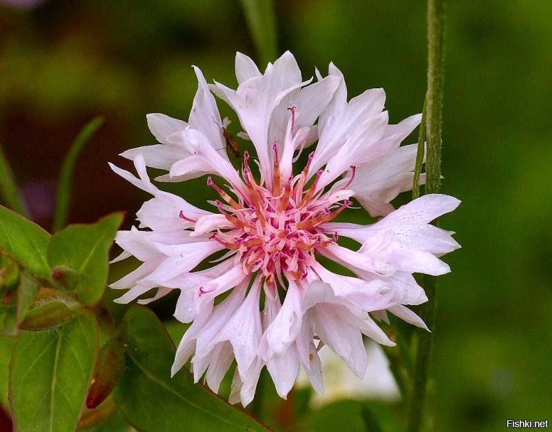 Держи васильки: