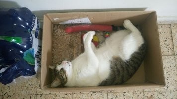 Слегка переборщил с кошачьей мятой)))