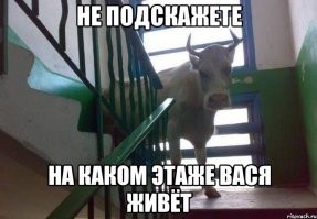 Куда смотрят зоозащитники? Отец мэра Нефтекамска преследует коров на вертолёте