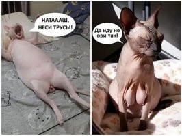 Намешалось