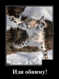 Снежный барс: Мохнатые киски снова в моде!