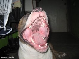 Последний путь еды: 30 невероятных пастей животных