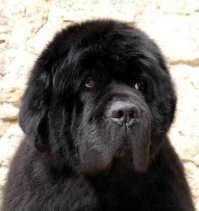 По поводу кота с палкой на загривке.

Был у меня в детстве ньюфаундленд. Животин он был очень умный. И "зеркальный" тест сдавал на счёт "раз": после каждого вычесывания сначала подходил к каждому члену семьи похвастаться какой он красивый и пушистый. А потом шел к зеркалу в прихожей и мог разглядывать себя очень долго - то одним бочком повернётся, то другим, то хвостом. Красивый, в общем.
Опять же, вставал лапами на батарею и мог часами смотреть что на улице происходит. И, блин, понимал, что в окне - именно улица, а не картинка...

Ну так вот. Про палку. Нёс он как-то с улицы палочку в подарок маме. Ценный приз. Палочка была соответствующих ньюфаундленду размеров - метра три длиной. Будучи животиной умной, палочку он в зубы взял ровно по середине - ведь так нести легче. Не перевешивает.

И вот тут - дверь в подъезд. Палочка в дверь не вошла с громким звуком БАМС. Ньюф замер. Скосил глаза на один конец палочки. Потом на другой. Внимательно посмотрел на дверной проём.
Выплюнул палку, взял её за конец и, двигаясь хвостом вперёд, волоком затащил палку на второй этаж. Матери приз был выдан и в благодарность получены вкусняшки. :)

Я про то, что кот подобным образом протащить палку сквозь забор не догадался.