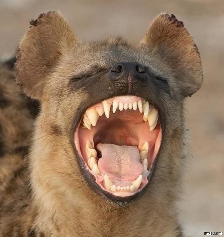 Что удивительно, у гиены самый ухоженный рот.