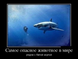 Белая акула убила кита, втрое превосходившего ее по размеру