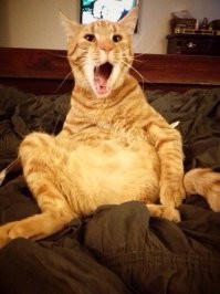 Последний путь еды: 30 невероятных пастей животных