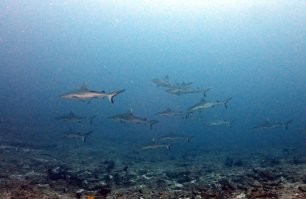 Мои пять копеек. Акулы на глубине 30 метров, свет не очень(((. Снимала сама. Тигровые не глубоко, но вспышку запретили. Мальдивы.