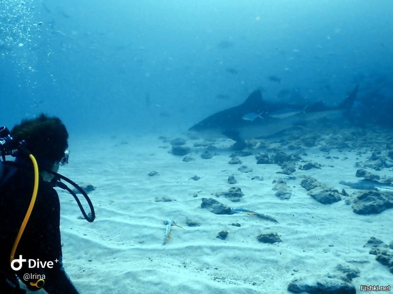 Мои пять копеек. Акулы на глубине 30 метров, свет не очень(((. Снимала сама. Тигровые не глубоко, но вспышку запретили. Мальдивы.
