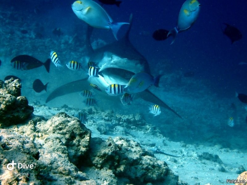 Мои пять копеек. Акулы на глубине 30 метров, свет не очень(((. Снимала сама. Тигровые не глубоко, но вспышку запретили. Мальдивы.