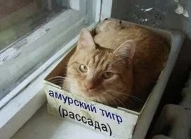Чердачный барс. Начало.
