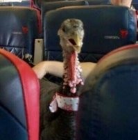 Походу за город, на День Благодарения едет... в гости...