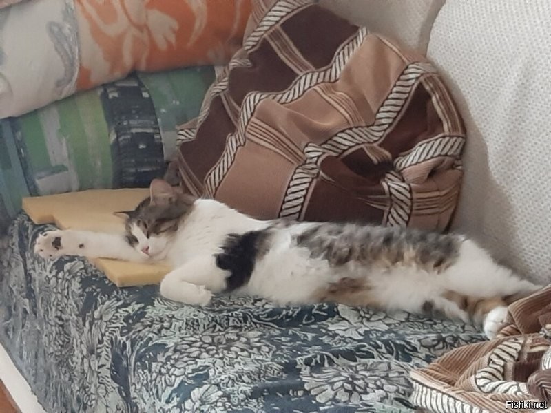 А меня кот последнее время регулярно. Открываю глаза, а в десятке сантиметров от моего лица, свесившись со спинки дивана, пялится вот эта кошачья морда.