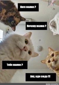 Хозяин в доме