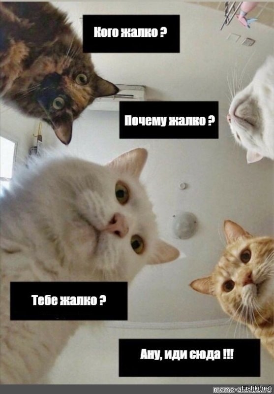 Хозяин в доме