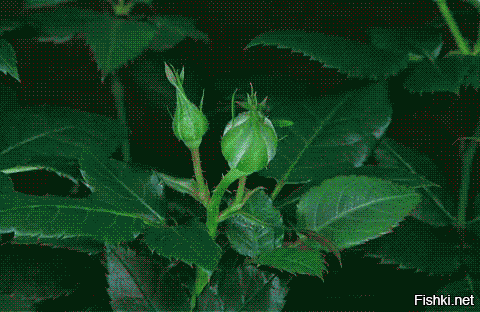 Солянка от 18.07.2020