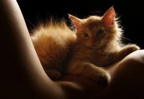 Главное в поисковике не искать барсов под тэгом "мохнатая киска"