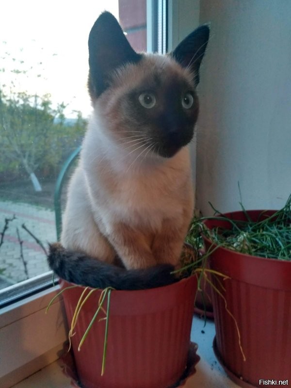 Солянка от 19.07.2020