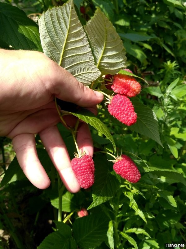 И тут я понял,  что ландшафтный дизайнер и меня от слова "никакой"