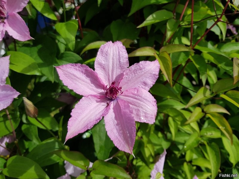 И тут я понял,  что ландшафтный дизайнер и меня от слова "никакой"
