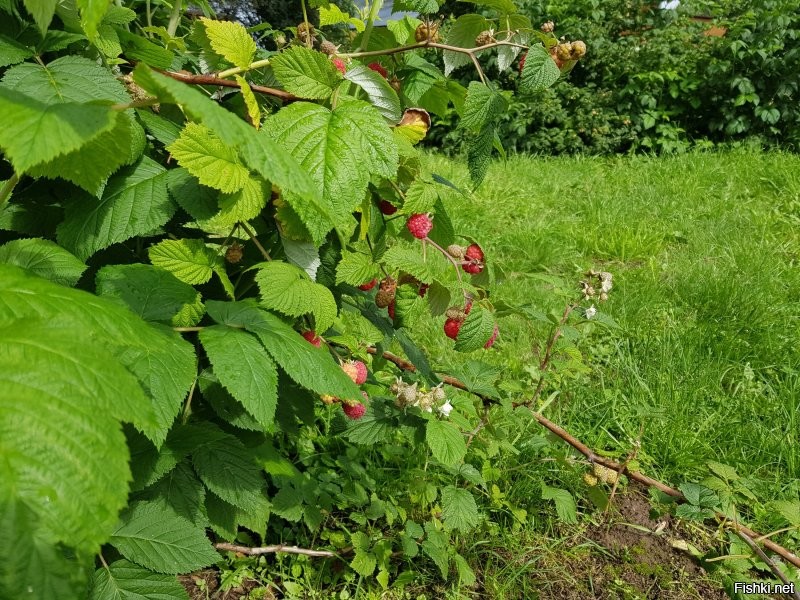 И тут я понял,  что ландшафтный дизайнер и меня от слова "никакой"