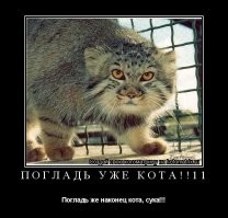 В Новосибирском зоопарке родились 16 детенышей краснокнижного манула