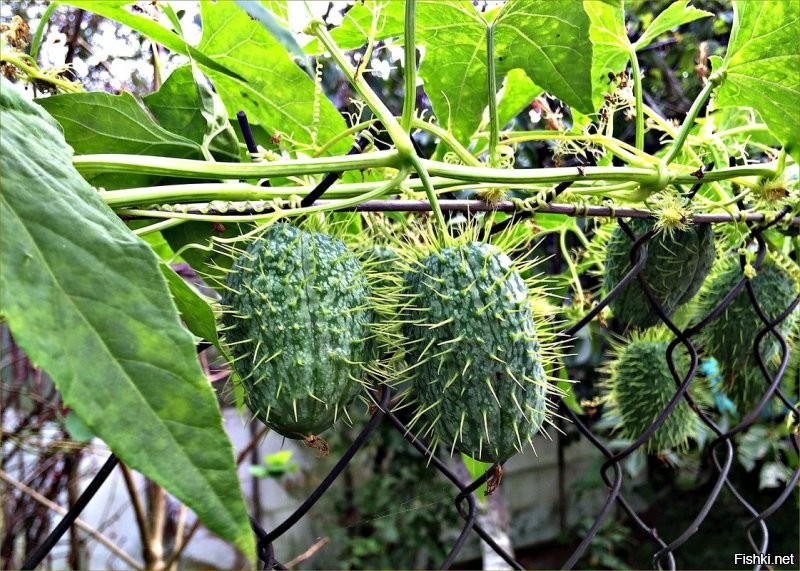 До сих пор не знаю, как правильно называется это растение, но в детстве обожа...