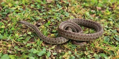 "Шахматка" - это самый-самый классический водяной уж, именно он на 5 фото, и именно эта расцветка самая-самая характерная. Бывают, кстати, водяные ужи и с желтыми пятнами, а бывают и обычные ужи без пятен. Много всего бывает. Так же есть полозы похожей расцветки. Но никто из них не ядовит.
В целом, все змеи у нас с круглым зрачком - неядовитые.
на фото полоз и водяной уж, у полоза полоса через глаз, у ужа нет: