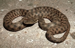 "Шахматка" - это самый-самый классический водяной уж, именно он на 5 фото, и именно эта расцветка самая-самая характерная. Бывают, кстати, водяные ужи и с желтыми пятнами, а бывают и обычные ужи без пятен. Много всего бывает. Так же есть полозы похожей расцветки. Но никто из них не ядовит.
В целом, все змеи у нас с круглым зрачком - неядовитые.
на фото полоз и водяной уж, у полоза полоса через глаз, у ужа нет: