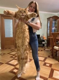 Большие коты - очень круты!
