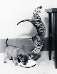 Как собака с кошкой