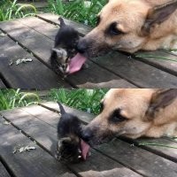 Как собака с кошкой