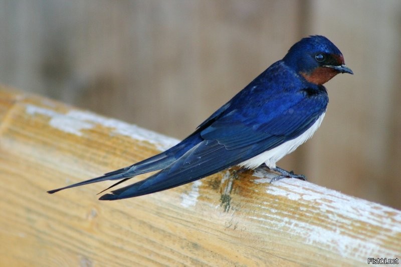 !!!КАСАТКА -  деревенская ласточка (Hirundo rustica), птица отряда воробьиных. Верхняя сторона тела и полоска на груди чёрные с синим отливом, лоб и горло рыже-каштановые, брюшко белое или ржавчатое. Длина тела 18 23 см. Крайние рулевые перья в виде узких тонких косиц (отсюда название)