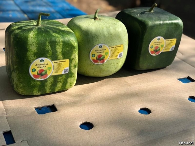 Квадратные арбузы, они же кварбузы, появились в 1960-х годах в Японии и тишина... 
Различий в химическом составе между различными полами у арбузов нет. Также отсутствуют различия во вкусе, сочности мякоти. Единственное что отличает плоды мальчиков от девочек – это форма плода. Однако на этом различия заканчиваются...
Просто праздник губошлепов!!!