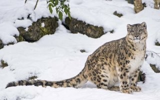 Вот еще более редкая кошка!