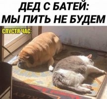 Как собака с кошкой
