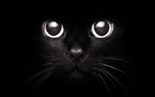 Black cats metter