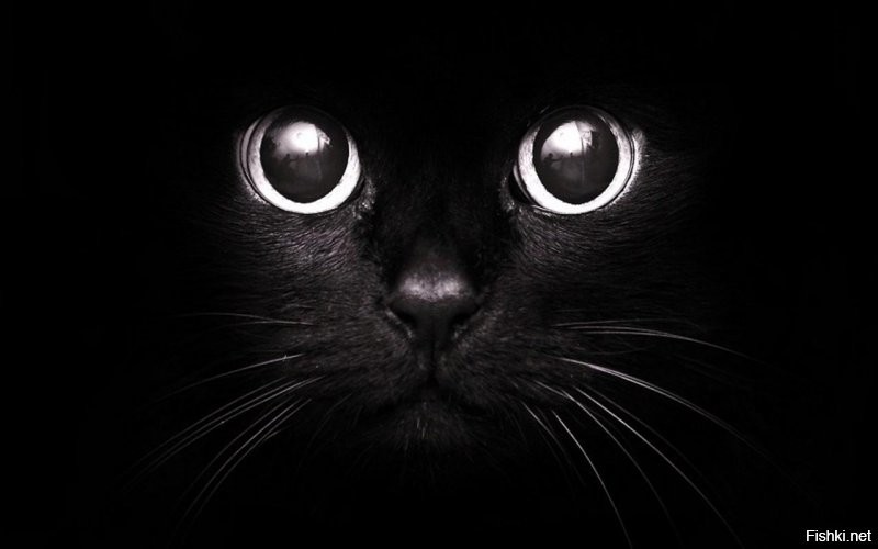 Black cats metter