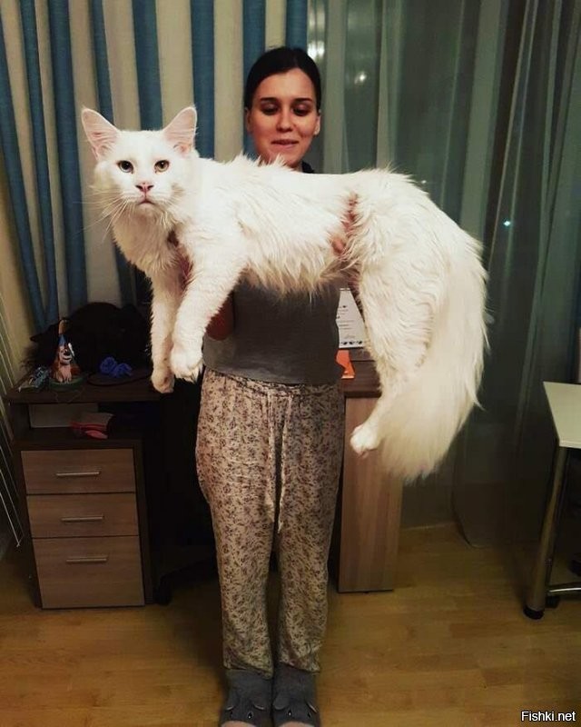 Котикам, всегда плюс, а большим котейкам тем более.
И добавлю немного от себя: