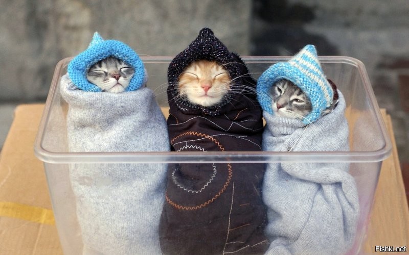 Котики в полотенцах