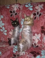 Прикольные и смешные картинки