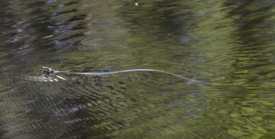 Раньше я думала, что ужики плавать не умеют, пока не увидела, как хорошо он в воде идёт. Интересно, гадюки тоже водоплавающие?