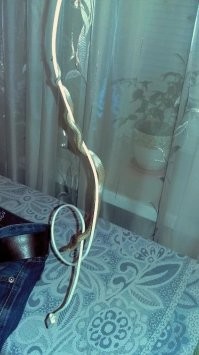 не гадюка правда, а полоз, но тоже неприятно...фоты мои.