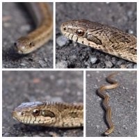 не гадюка правда, а полоз, но тоже неприятно...фоты мои.