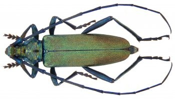 Мускусный усач (фото не мое, из сети). В детстве в пионерлагере полно их было.