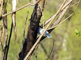 Вот в Новосибирске, на окраине города, но снимал на пуговицу, есессенно вышло хреново. И ещё там же, синица и щука на дереве