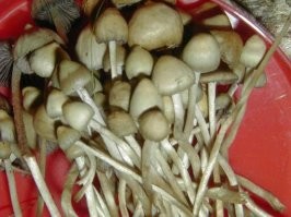 Понятно что за грибы...