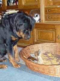 Собака не настолько глупа, чтоб принять детеныша нерпы за щенка. Псы прекрасно отличают собаку от "несобаки". Они обладают высоким социальным интеллектом, чтоб понять - ЭТО нечто маленькое, ему плохо, оно нуждается в помощи и сочувствии. Если собаке показать детеныша любого вида, обычная реакция - облизать, нежно потыкать носом, лечь рядом, защищать, утешать.  Если собаки вменяемые, конечно, не такие у которых гипертрофированный охотничий инстинкт.