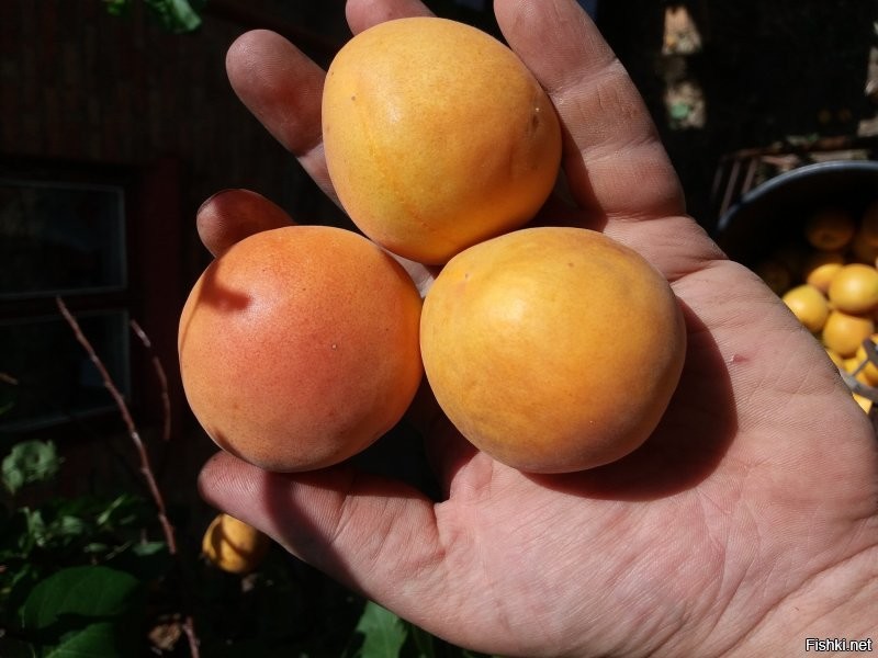 собираю урожай