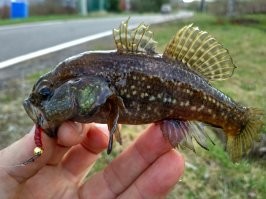 Ротан тоже не красавец))) однако очень вкусный. Как и хек. А какие рыбные котлеты из хека..... Мммм....